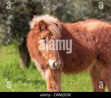 A shetland pony in a grassy field with olive trees Stock Photo