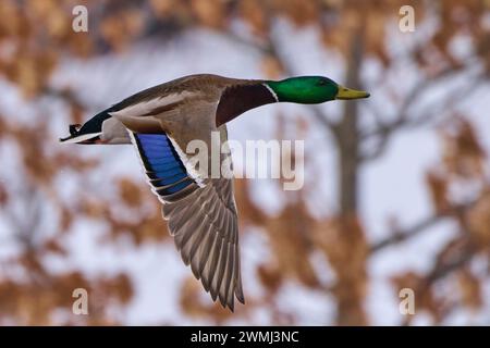 A Male Mallard Duck soars over trees and autumn leaves Stock Photo