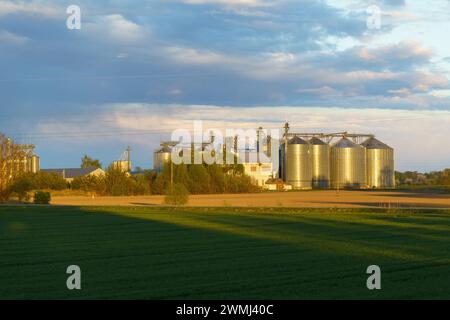 A modern agricultural building with tall metal granaries, against a background of green farmland in the rays of the setting sun. Stock Photo