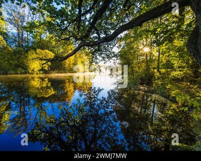 The rising sun casts a warm glow on the tranquil waters of a river snaking through the lush woodlands of Sweden. Overhanging branches frame the view, Stock Photo