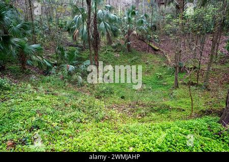 Kanapaha Botanical Gardens Stock Photo