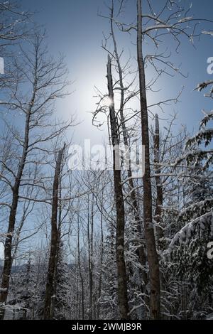 Sun shining through the branches of a tree in a snow covered forest Stock Photo