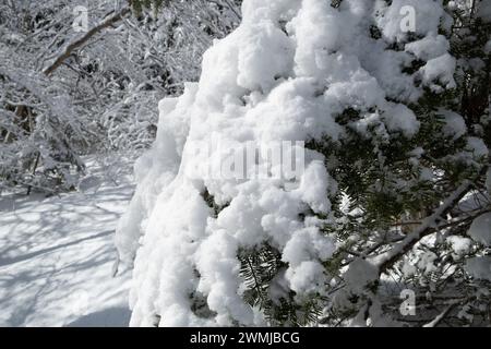 Fir tree bough covered in snow after a blizzard Stock Photo