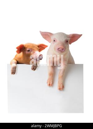 pigs with sheet for a text writing Stock Photo