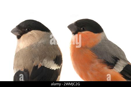 portrait male and female bullfinch on a white background Stock Photo