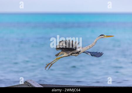 Great blue Heron fly away with wings wide in Maldives. Seaside, shore marine wildlife background. Bird, animal in natural habitat at tropical coast Stock Photo