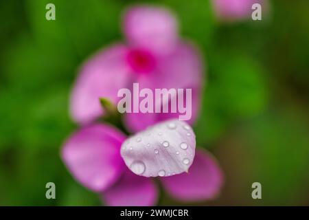 Beautiful purple daisy colors with water drops. Perfect nature macro soft sunlight rain droplets, calm nature closeup. Inspirational floral background Stock Photo