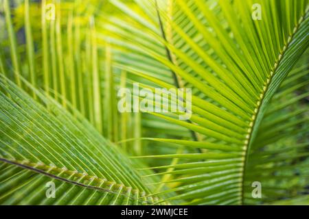 Closeup tropical palm leaf and shadows, exotic abstract natural green lush background, dark tone textures. Sunshine garden park plant summer foliage Stock Photo