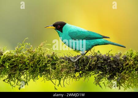 Green honeycreeper (Chlorophanes spiza) from Costa Rica is a small bird in the tanager family. It is found in the tropical New World from southern Mex Stock Photo