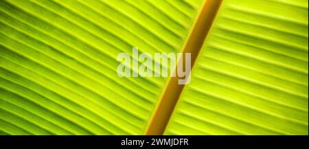 Green nature background. Nature of green leaves blur lush foliage in garden at summer. Natural green leaf plants closeup as spring background Stock Photo