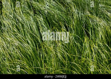 Long green grass background with reflected sunlight bending in the wind Stock Photo