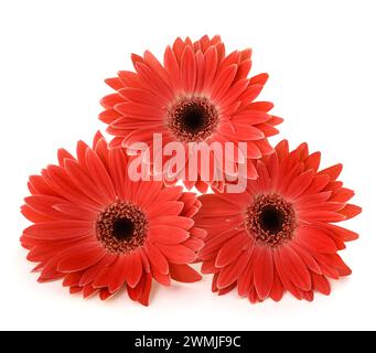 Gerberas flowers  isolated on white background Stock Photo
