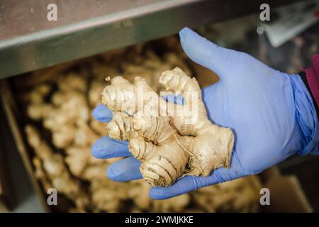 hand holding a ginger bulb, Zingiber officinale, Sa Teulera farm, Petra, Mallorca, Balearic Islands, Spain Stock Photo