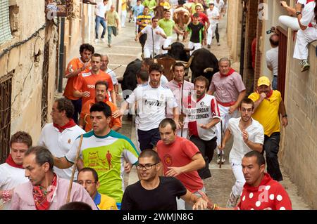 16-08-2013 Brihuega, Spain - Running bulls in Brihuega's traditional encierro Stock Photo