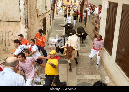 16-08-2013 Brihuega, Spain - Running bulls in Brihuega's traditional encierro Stock Photo