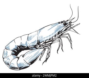 Large shrimp sketch, hand drawn prawn in engraved graphic style for fish menu restaurants and for packaging, vector Stock Vector