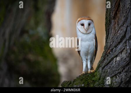 The barn owl (Tyto alba) is the most widely distributed species of owl in the world and one of the most widespread Stock Photo