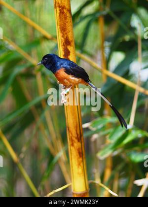 Sensational charming male White-rumped Sharma with bright dazzling plumage. Stock Photo