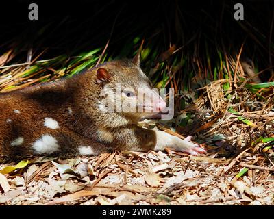 Wonderful striking Spotted-tailed Quoll relaxing in the sunshine. Stock Photo