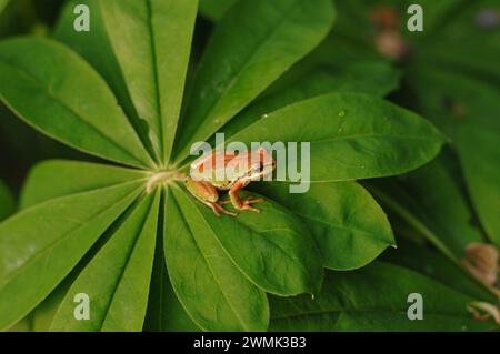 frog on spring foliage, Discover Park, Magnolia, Seattle, WA Stock Photo