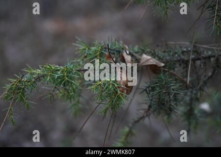 Juniper, The Formosan juniper(Juniperus formosana) Stock Photo