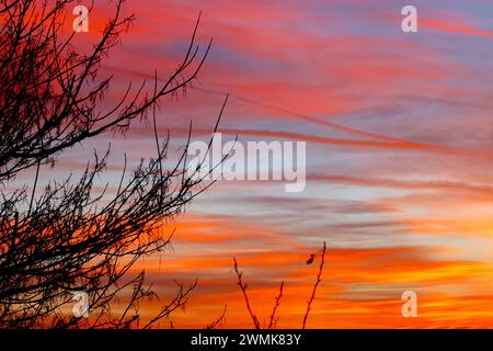 Branches of a tree silhouetted against a spectacular sunset with the evening light contrasted against multicoloured clouds. Stock Photo