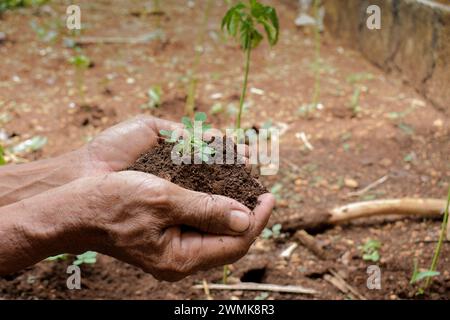 Senior farmer hold Sprout and soil with his hand, Seed sprout plant growth Stock Photo