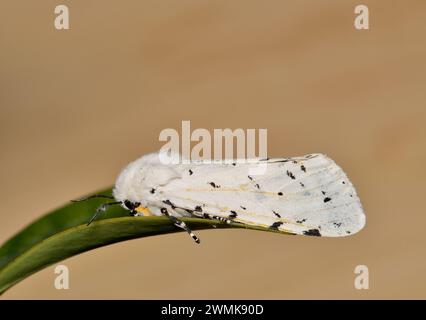 Salt Marsh moth (Estigmene acrea) male on a leaf, side view with copy space. Common insect species found throughout the USA, Mexico and Colombia. Stock Photo