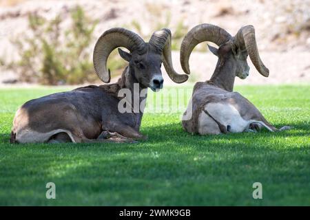 Two Desert Bighorn (Ovis candensis nelsoni) rams resting in Hemenway Park, Boulder City, Nevada. Stock Photo