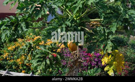 Fresh, organic, and exotic fruit cultivation. Stock Photo