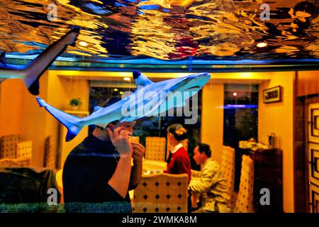 Black tip reef shark (Carcharhinus melanopterus) swims in an aquarium at a seafood restaurant. Sharks are down to 10% of historical populations and... Stock Photo