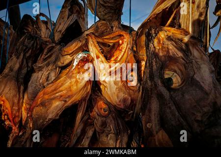 Icelandic Dry Fish dry fish from iceland Stock Photo - Alamy