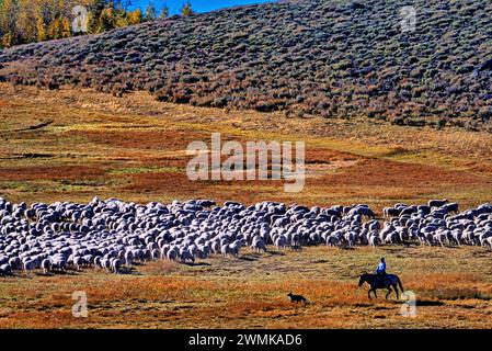 Rancher on horseback accompanied by his dog drives a herd a sheep through the open range and grasses of the high desert in Oregon's Steens Mountain Stock Photo