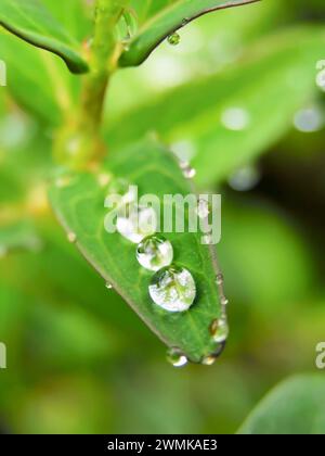 Round, jewel-like raindrops rest on a leaf of a St. John's Wort plant (hypericum graveolens) Stock Photo