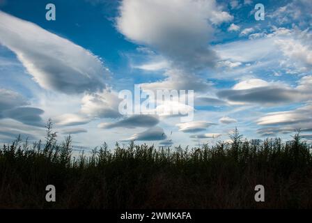 Lenticular clouds over forest and treetops Stock Photo