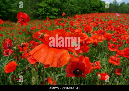 Bee lands on a vibrant red poppy in a field Stock Photo