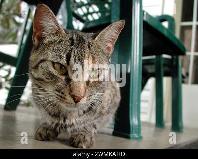 Domestic cat sitting under a garden chair Stock Photo
