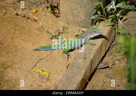 Giant colorful ameiva lizard (Ameiva ameiva) on the ground in São ...