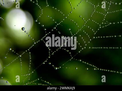 Raindrops beaded on a spider's web glisten in sunlight; North Carolina, United States of America Stock Photo