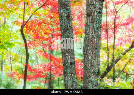 Green lichen covers twin tree trunks near red sourwood leaves (Oxydendrum arboreum) on a misty autumn day Stock Photo