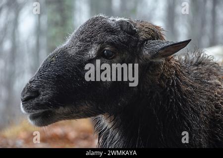 Portrait of a mixed Soay ram (Ovis aries) in the rain Stock Photo