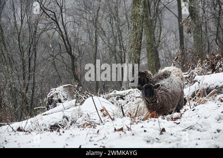 Mixed Soay sheep ram (Ovis aries) and it's offspring in the snow Stock Photo