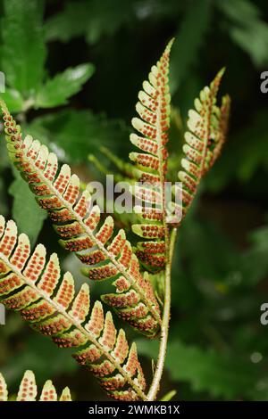 Orange spores on the back of a fern leaf are arranged in parallel rows; Weaverville, North Carolina, United States of America Stock Photo