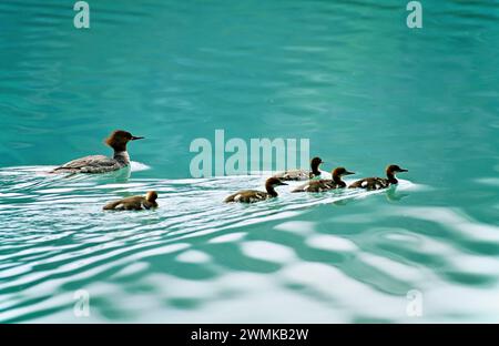 Family of Merganser ducks (Mergus merganser) swim in a lake in Yoho National Park; British Columbia, Canada Stock Photo