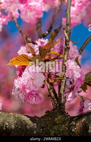 Pink cherry blossoms (Prunus kanzan) in bloom with water droplets on the petals and leaves, in Brooklyn Botanic Garden Stock Photo
