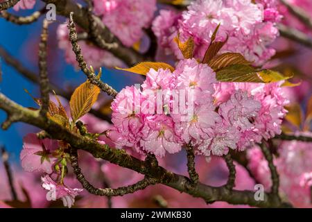 Pink cherry blossoms (Prunus kanzan) in bloom with water droplets on the petals and leaves, in Brooklyn Botanic Garden Stock Photo