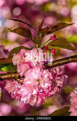 Pink cherry blossoms (Prunus kanzan) in bloom with water droplets on the petals and leaves, in Brooklyn Botanic Garden Stock Photo