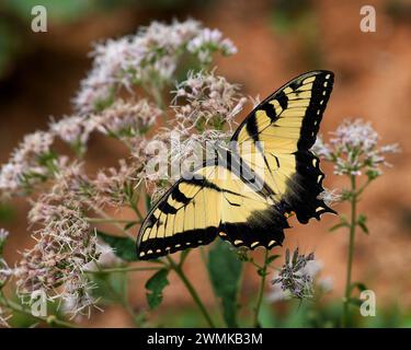 Close-up of a Tiger Swallowtail butterfly (Papilio glaucus) resting on blossoms; Weaverville, North Carolina, United States of America Stock Photo