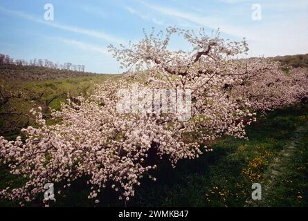 Fruit trees in spring bloom; Adams County; Pennsylvania; USA.  25,000 acres of orchards make Pennsylvania a leading producer of fruit (apple, peaches, Stock Photo