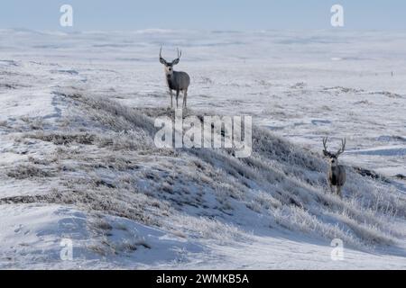 Mule deer (Odocoileus hemionus) on a hillside in rural Saskatchewan in the winter; Val Marie, Saskatchewan, Canada Stock Photo